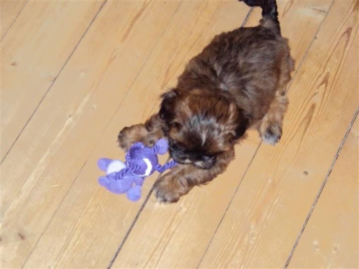 Shih tzu Nala billede 9