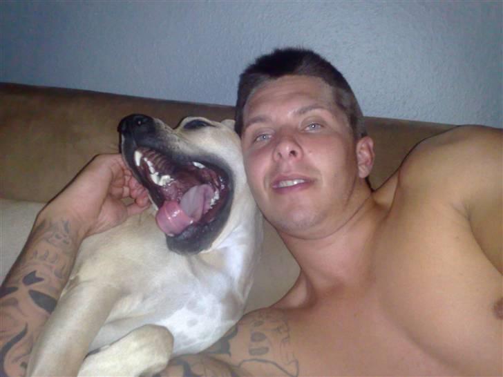 Amerikansk staffordshire terrier SOLLy billede 9