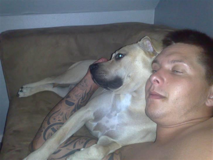 Amerikansk staffordshire terrier SOLLy billede 10