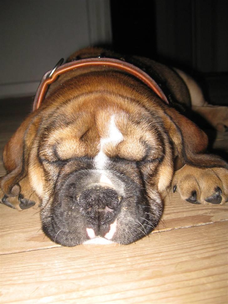 Olde english bulldogge Eddie billede 1