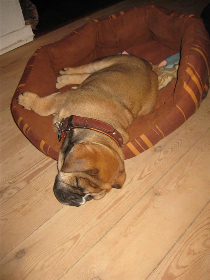 Olde english bulldogge Eddie billede 2