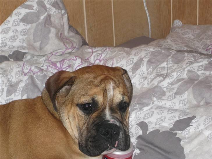 Olde english bulldogge Eddie billede 3