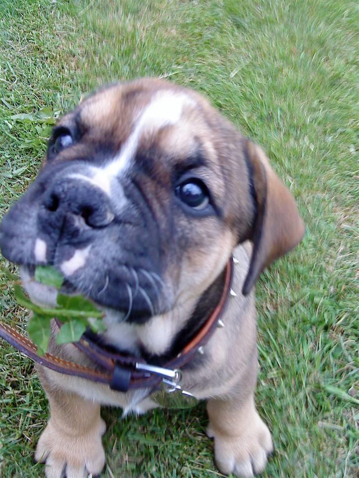 Olde english bulldogge Eddie billede 4