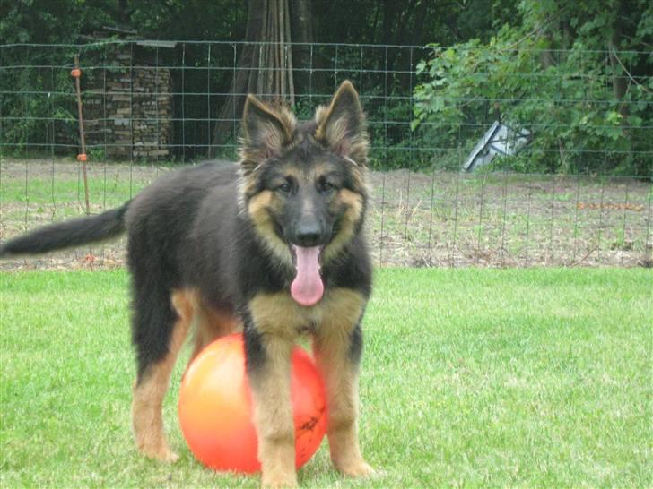 Schæferhund Rico RIP 12år gammel - 19 uger billede 8