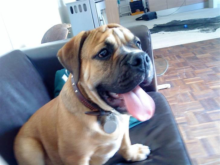 Olde english bulldogge Eddie billede 5