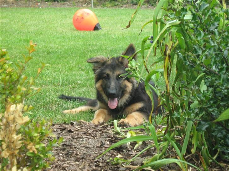 Schæferhund Rico RIP 12år gammel - 19 uger billede 9