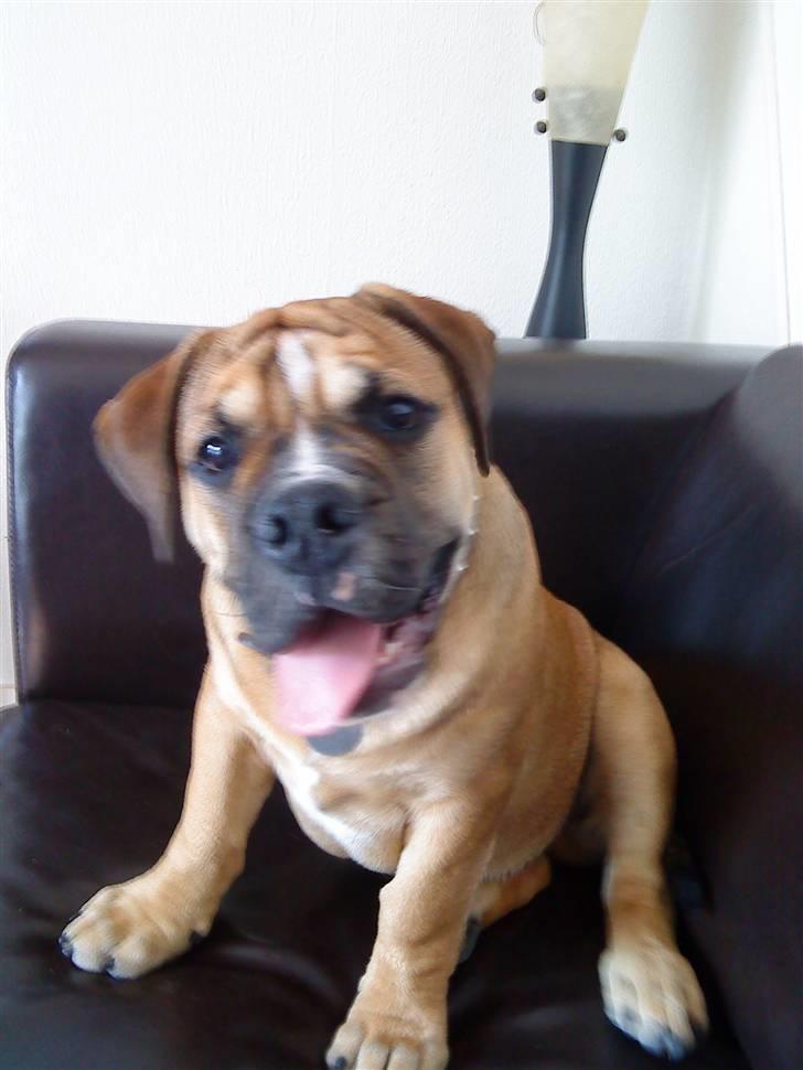 Olde english bulldogge Eddie billede 6