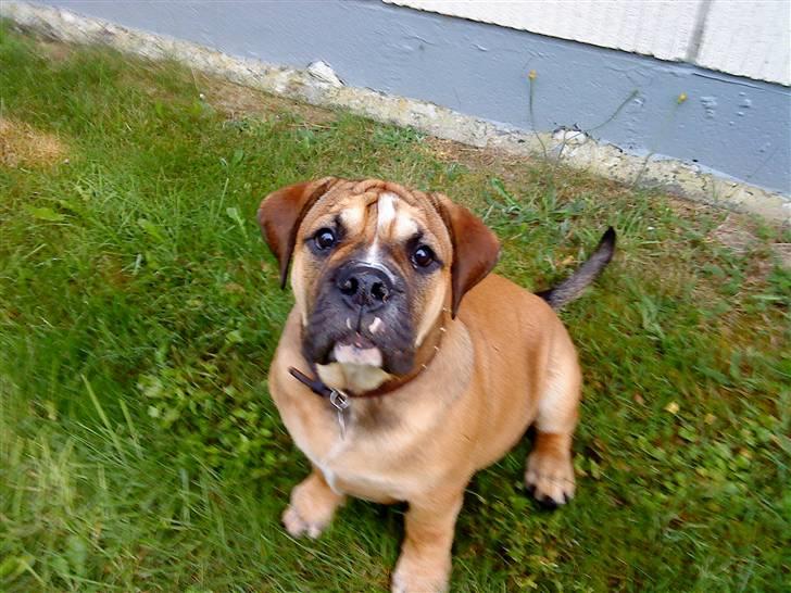 Olde english bulldogge Eddie billede 7