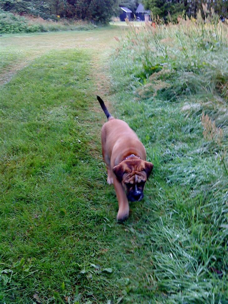 Olde english bulldogge Eddie billede 8