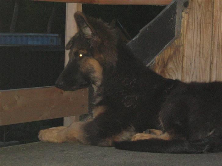 Schæferhund Rico RIP 12år gammel - 20 uger billede 10