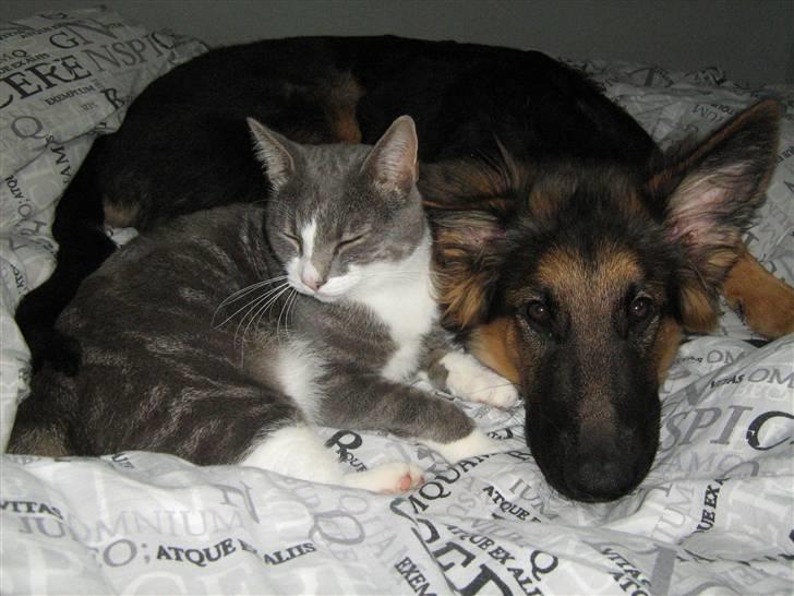 Schæferhund Rico RIP 12år gammel - 22 uger billede 11