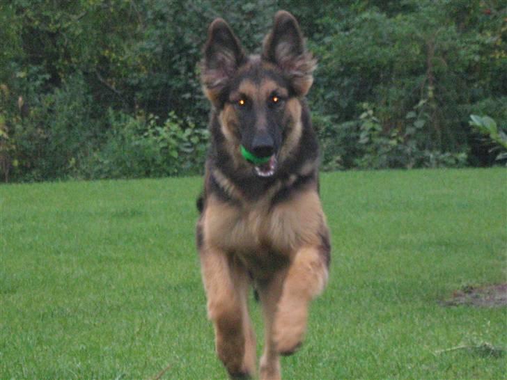 Schæferhund Rico RIP 12år gammel - 25 uger billede 12