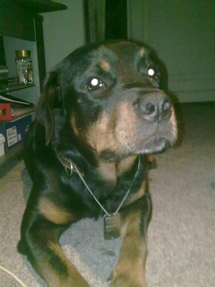Rottweiler Tyson (Desværre død :'( ) - Tyson med soldater kæde på. billede 1