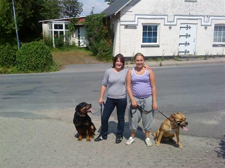Rottweiler Tyson (Desværre død :'( ) - Fra venstre: Tyson, mig, min venide, Guffy. Hundene er ikke så glade for hinanden, så vi gik mange ture, så de kunne lære hinanden og kende. billede 3