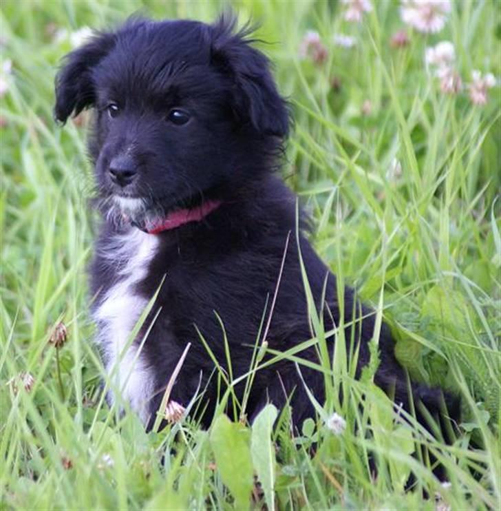 Pyrenæisk hyrdehund Jomgardens Irma billede 1