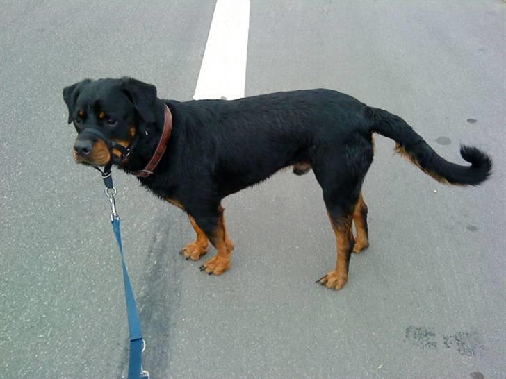 Rottweiler Tyson (Desværre død :'( ) - Sådan ser jeg ud, når jeg lige har været i bad. billede 4