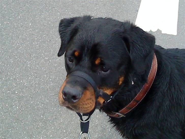 Rottweiler Tyson (Desværre død :'( ) - Så smuk er jeg <3 billede 5