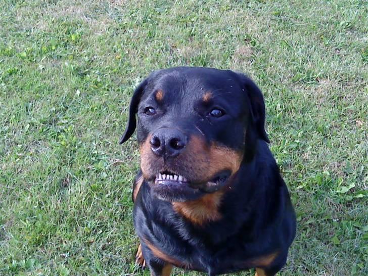 Rottweiler Tyson (Desværre død :'( ) - Så smiler vi til fotografen. billede 6