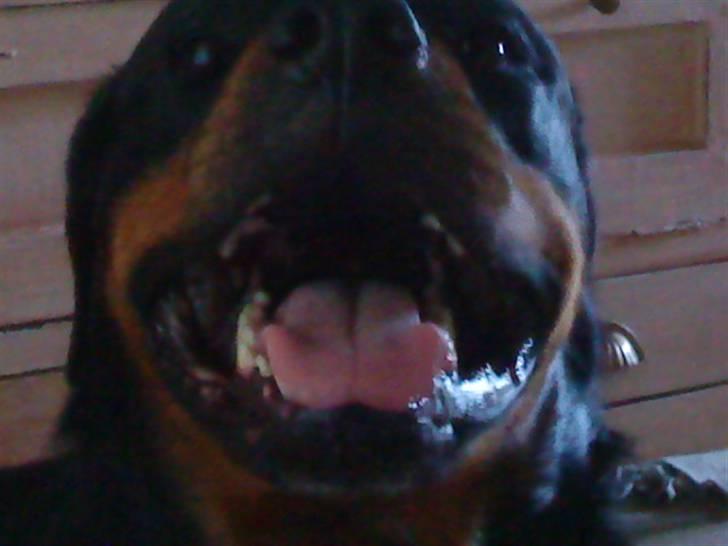 Rottweiler Tyson (Desværre død :'( ) - Mig med min store kraftige kæbe. billede 7