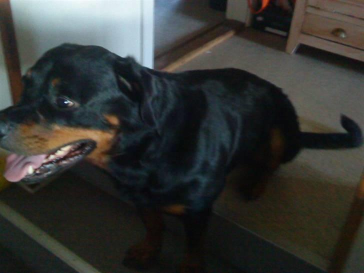 Rottweiler Tyson (Desværre død :'( ) - Sådan sidder man på to trin. billede 9