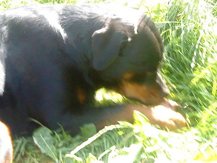 Rottweiler Tyson (Desværre død :'( ) - Så ligger man og slikker sol og gnaver ben mmmm. billede 10