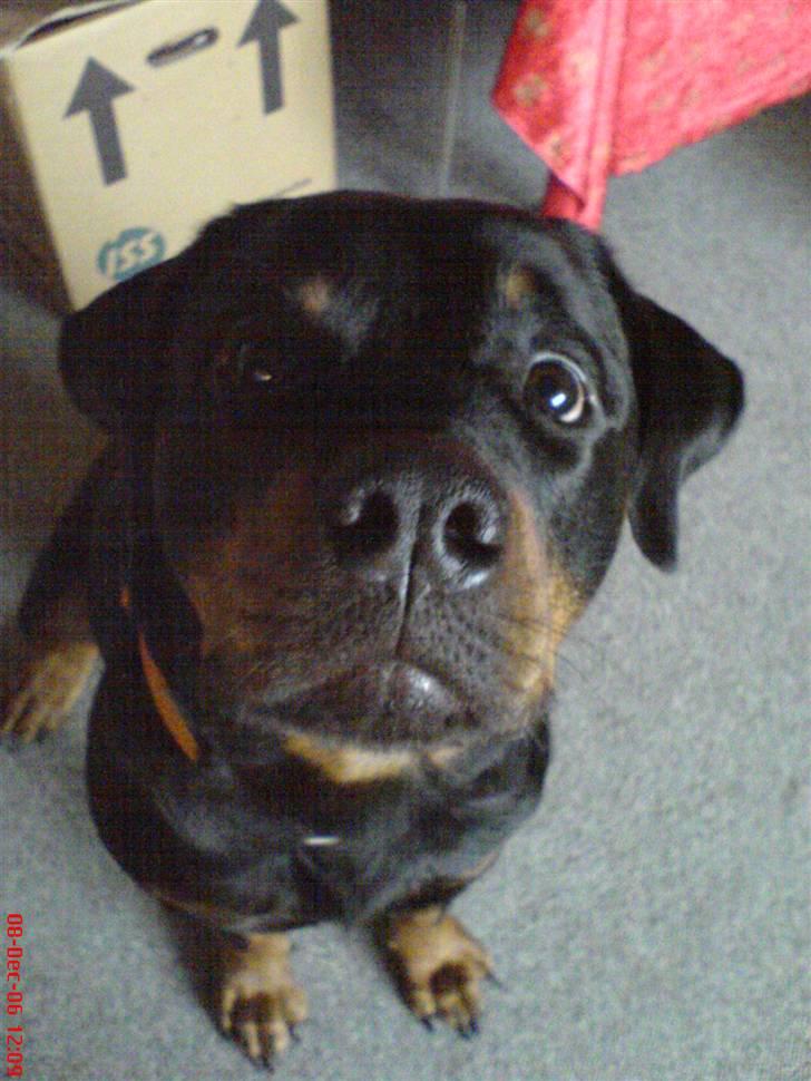 Rottweiler Tyson (Desværre død :'( ) - Har du noget man kan spise ? billede 11
