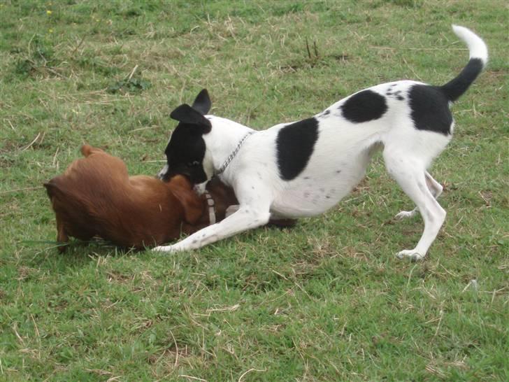 Glathåret foxterrier ¤ Sif ¤ - 19-07-2009 billede 14