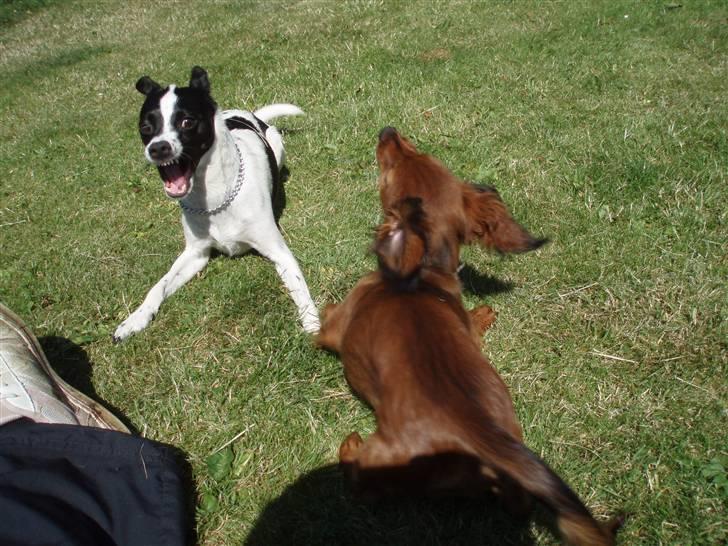 Glathåret foxterrier ¤ Sif ¤ - 27-06-2009 billede 15