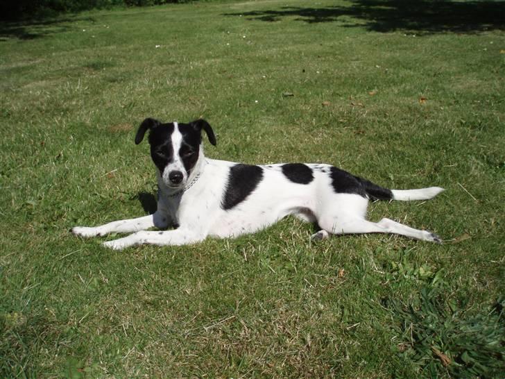 Glathåret foxterrier ¤ Sif ¤ - 27-06-2009 billede 16