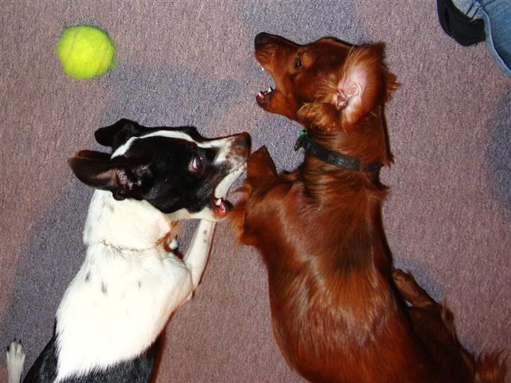 Glathåret foxterrier ¤ Sif ¤ - 29-10-2009   "vi leger" billede 17