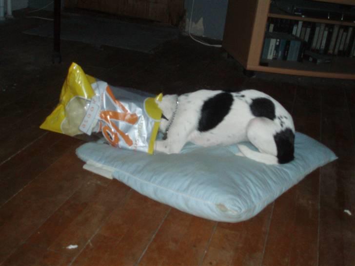 Glathåret foxterrier ¤ Sif ¤ - 13-06-2009 billede 18