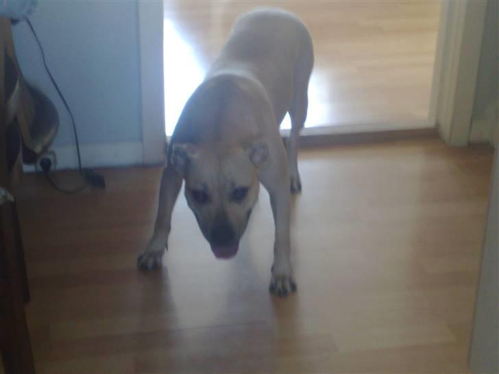 Amerikansk staffordshire terrier SOLLy billede 11