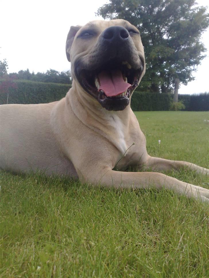 Amerikansk staffordshire terrier SOLLy billede 12