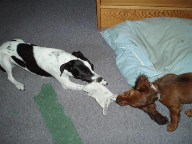 Glathåret foxterrier ¤ Sif ¤ - 03-06-2009 billede 19