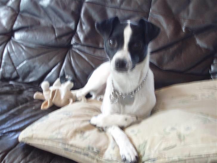 Glathåret foxterrier ¤ Sif ¤ billede 20