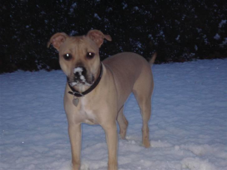 Amerikansk staffordshire terrier SOLLy billede 13