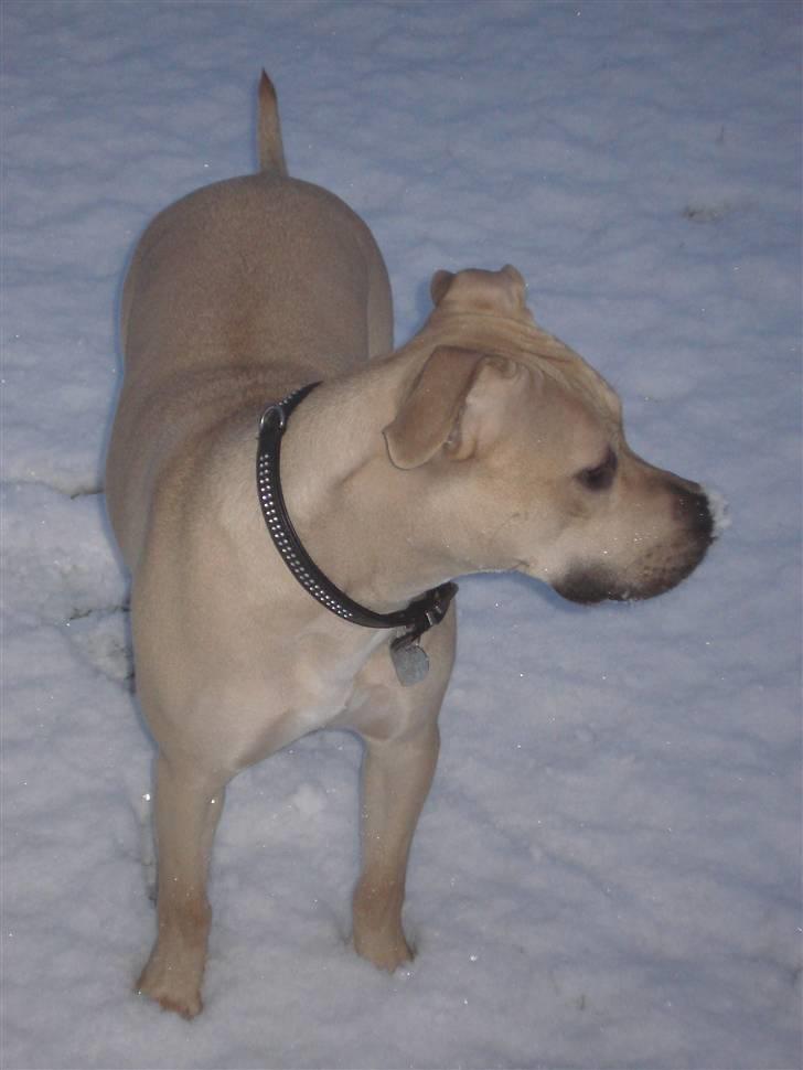 Amerikansk staffordshire terrier SOLLy billede 14