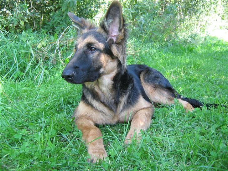 Schæferhund Rico RIP 12år gammel - 26 uger billede 13