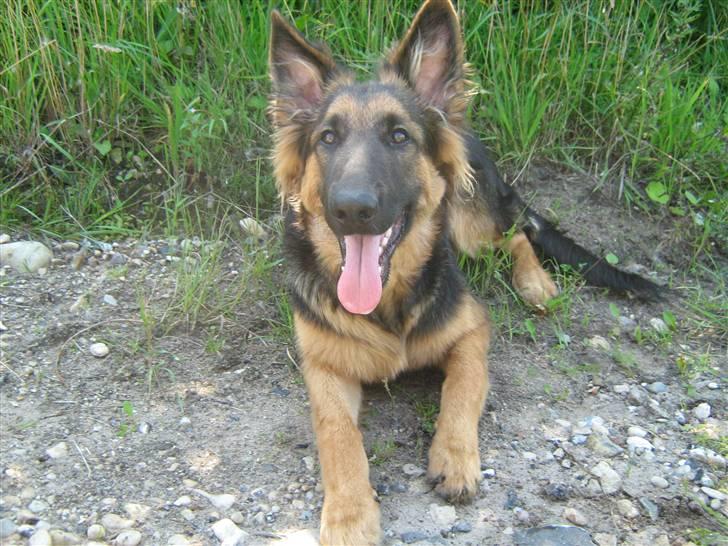 Schæferhund Rico RIP 12år gammel - 26 uger billede 14