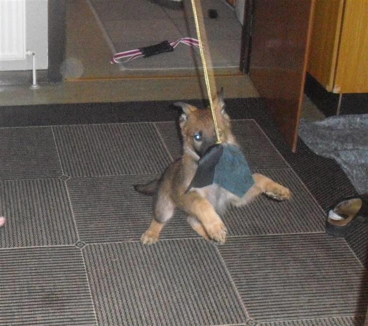 Schæferhund Vigant billede 10