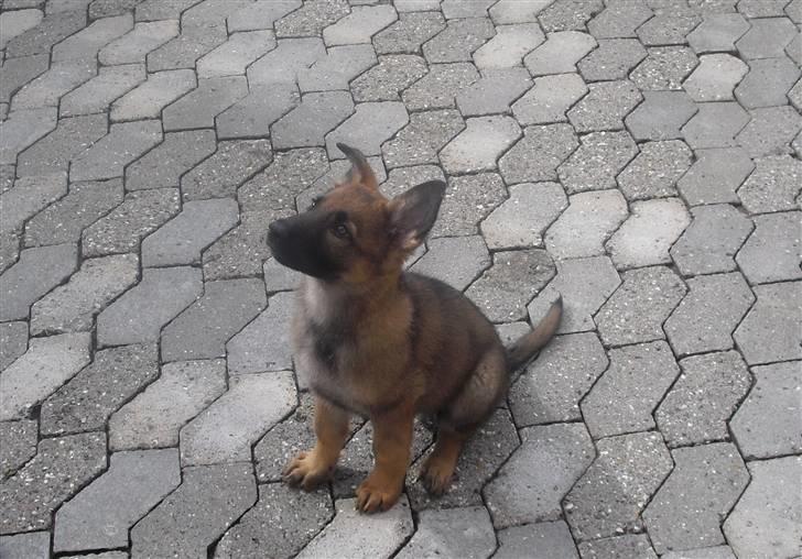 Schæferhund Vigant billede 11