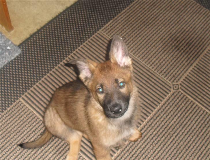 Schæferhund Vigant billede 12