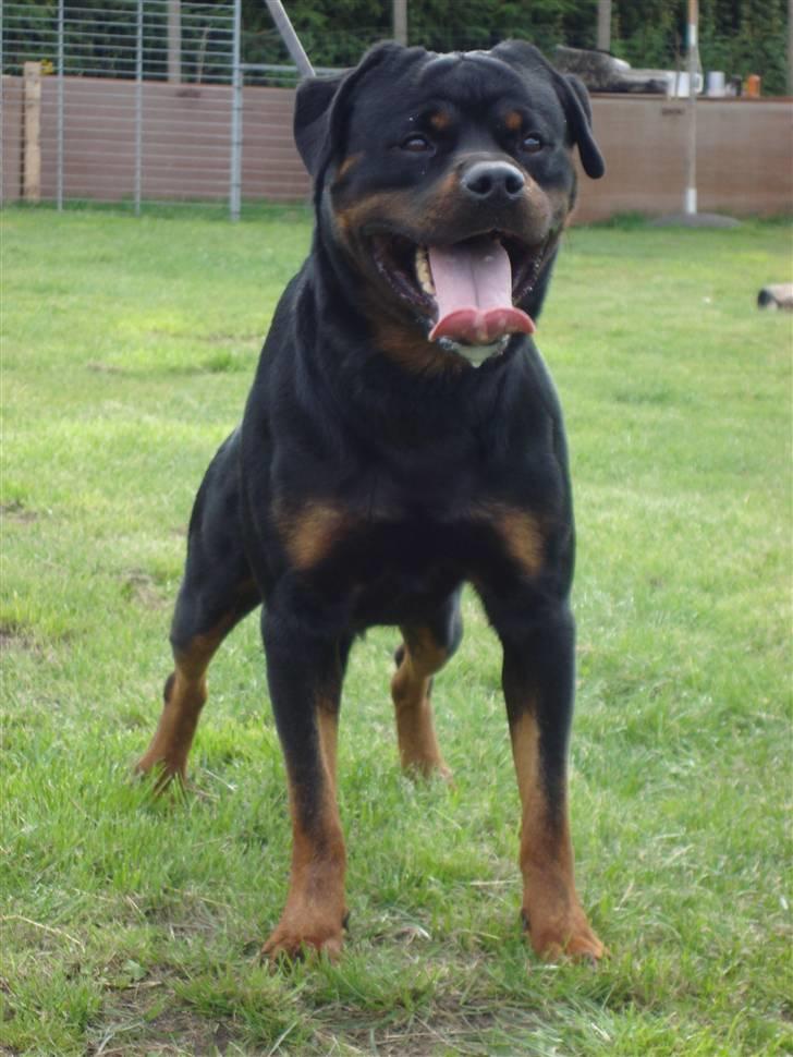 Rottweiler Mahogni`s Da Vinci billede 1