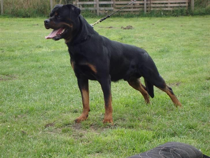 Rottweiler Mahogni`s Da Vinci billede 2