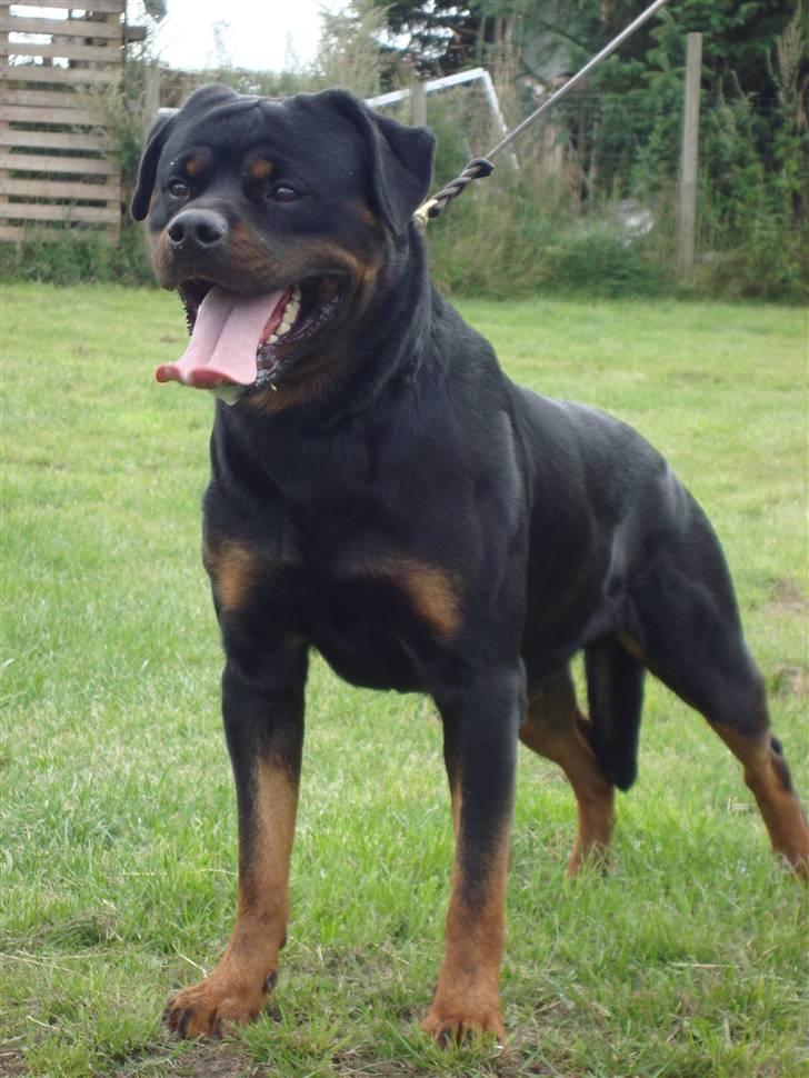 Rottweiler Mahogni`s Da Vinci billede 3