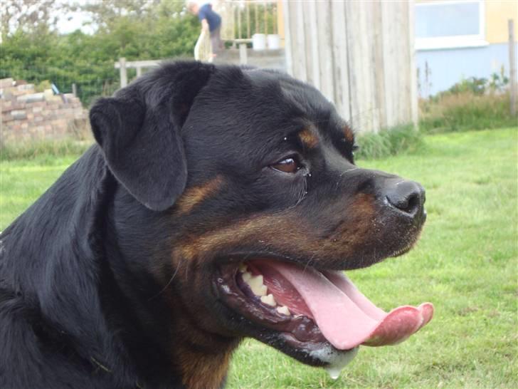 Rottweiler Mahogni`s Da Vinci billede 4