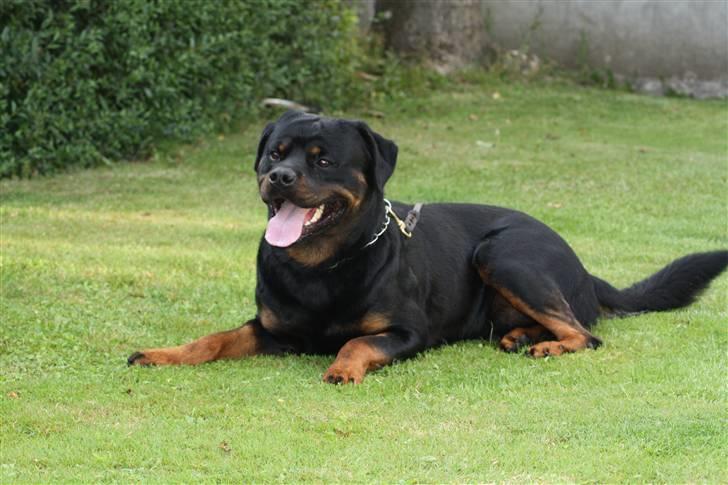Rottweiler Mahogni`s Da Vinci billede 5