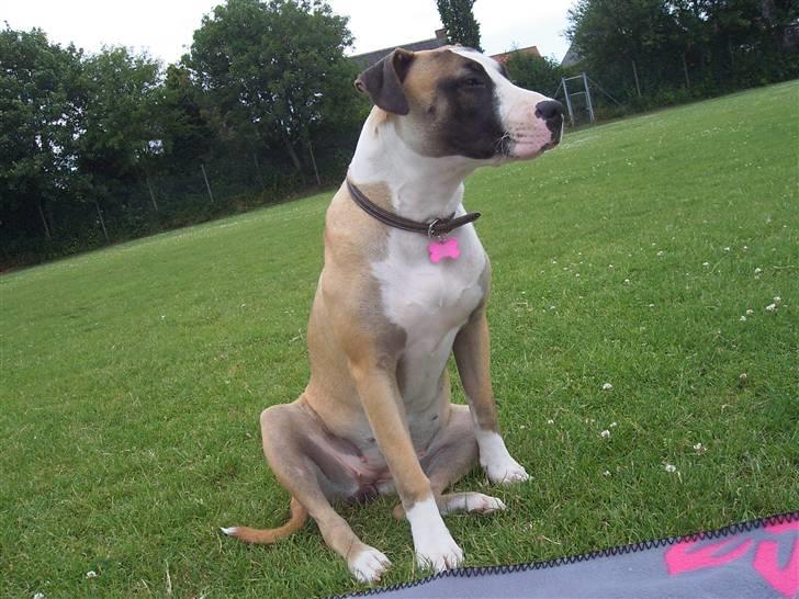 Blanding af racer Lucy billede 1