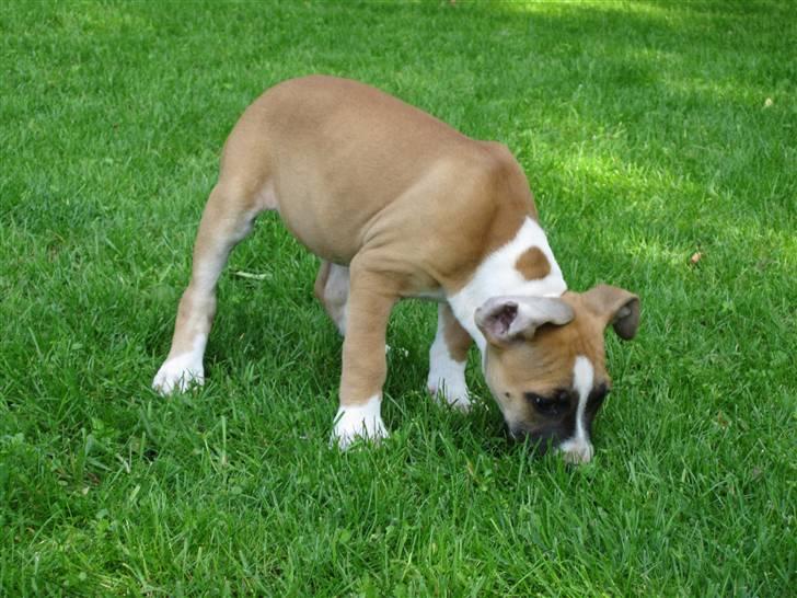 Amerikansk staffordshire terrier *C*A*N*A* - 8 ½ uge :o)) billede 12