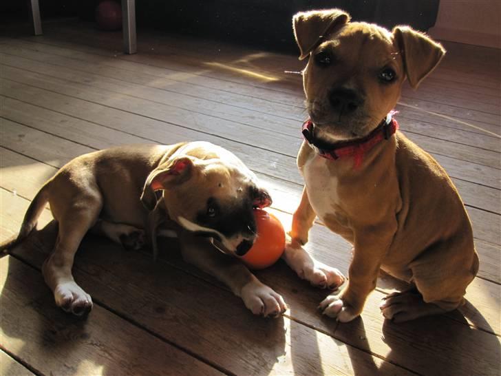 Amerikansk staffordshire terrier *C*A*N*A* - Sammen med min søster Luca. På dette billed er vi 9 uger billede 13